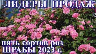 Лидеры продаж. Пять сортов роз группы шраб. 2023 г.