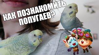 КАК ПОЗНАКОМИТЬ ПОПУГАЕВ? | КАК ПОДОБРАТЬ ПАРУ ДЛЯ ПОПУГАЯ? | Aoi Inko