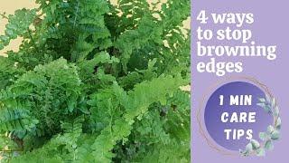 WHAT TO DO WITH BROWN FERN LEAVES | Boston fern brown leaves | Fern care tips