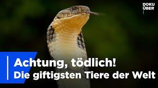 Tödliche Tiere - Die gefährlichsten Gifte der Welt | Ganze Doku