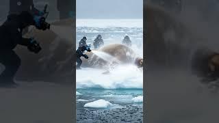 Animals resue #finwhale #animals #fishshark #calmwhale #fishspecies #wildlife