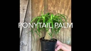 Ponytail Palm