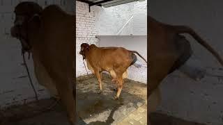 Pure Gir cow  subscribe to our channel for more videos