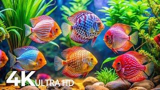 The Best 4K Aquarium  Explore the Underwater World and Beautiful Coral Reef Fish for Deep Sleep #41