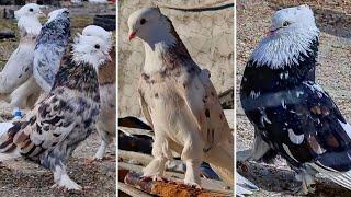 Красавчики ⭐️ Иранские бойные мраморные акбаши | Iranian pigeons | کبوترهای انحصاری ایران