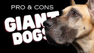 Pros And Cons of Owning a Giant Breed Dog - Dogs 101