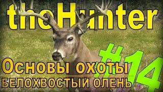 the Hunter  - Белохвостый олень [Основы охоты] #14