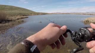 Largemouths at Thacker Pond