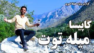 Kapisa, the mulberry feast in Hafiz Amiri report/ کاپیسا، میله توت در گزارش حفیظ امیری