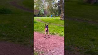 ZINO WAITING ON HIS OWNER TO PLAY WITH HIS BALL ️  #belgianmalinois #wait #owner #dog #park