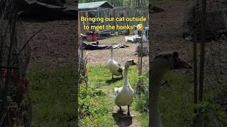 Introducing our kitty to the geese!