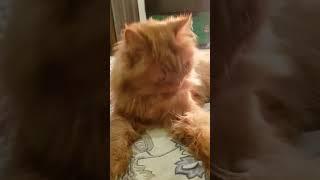 Peanut - Cute Brown Tabby Persian Cat