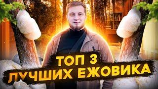 ЕЖОВИК ГРЕБЕНЧАТЫЙ / ПОДБОРКА ЛУЧШИХ ГРИБОВ #ежовик #мухоморныймикродозинг #грибы