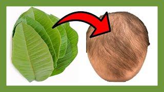 HOW & WHY To Use Guava Leaves For THE BEST Natural Hair Growth