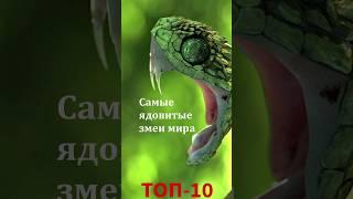 Топ-10 самых ядовитых змей мира, от опасных до смертельно опасных!