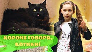 КОРОЧЕ ГОВОРЯ, КОТИКИ! Маргарита Шатон/Margarita Chaton