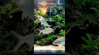 Aquarium ASMR - FISH TANK Sounds