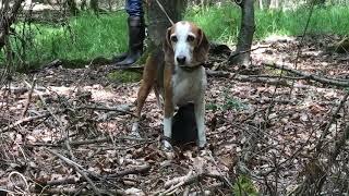 Deutsche Bracke Welpen Waldspaziergang