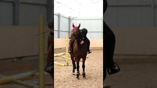 Roleczka z jazdy na Rumi#horse #love #fyp #youtubeshorts #beautiful #cute #wow #omg #dc #crazy