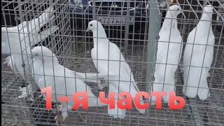 Выставка голубей! г.Кропоткин 1-я часть! 27 09 20г