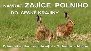 Návrat zajíce polního do české krajiny