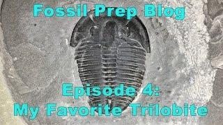 Episode 4: My favorite Trilobite