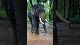 [PointFOOTAGE] Animals - Elephant pocky black locked in Zoo - Vertical FS - 12444664