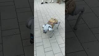 The most powerful general-purpose humanoid robot in the world ‍ #dog #china