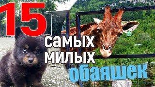 15 уси-пусей