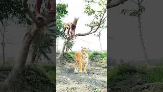 Tiger attacked in village field by young men. #vfx #foryou #video #shorts #wildlife