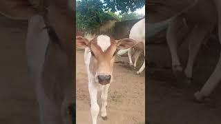 #Dhodhidhad #mynewfamilymember #Jashpur Tirkey Creations