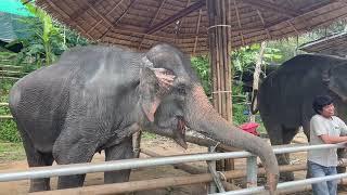 Feeding Rescued Elephants By Hand in Phuket Thailand.