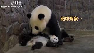 Panda exchanges her baby for an apple