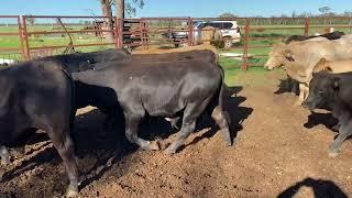 R & S Rural Charolais & Angus cross steers 326 kg. 8/12/23