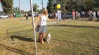 Bulldog show, Krasnodar 17.09.2017, female baby, judge Paul Seal