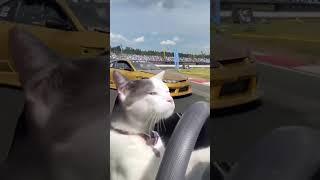 Drift yapan kedi 