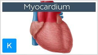 Myocardium - Definition, Location & Function - Human Anatomy | Kenhub