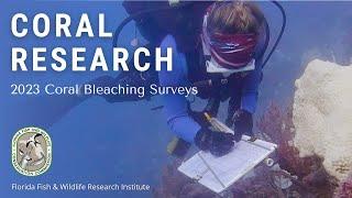 Coral Research: Disturbance Response Monitoring