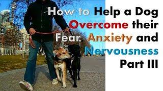 Part 3 - How to Help a Dog Overcome their Fear, Anxiety and Nervousness Issues