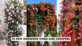 15 Fast Growing Vines and Creepers | Fast growing climbers!