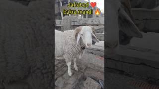 King size menda️#viral #mandi_update #delhi #youtubeshorts #goat #shortsfeed