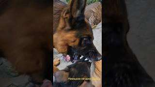 Alf VS Craft. Альф и его щенок.  German Shepherds.  Odessa 2025