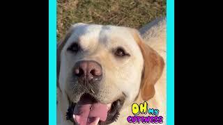 Yellow Labrador