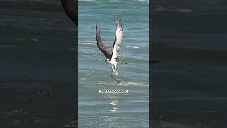 Amazing Osprey dives talon first into the ocean and grabs a huge flat flounder fish. #bird #fishing