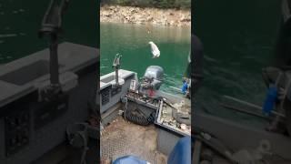 Fun day fishing kokanee!! #kokaneeswing #kokaneefishing #fishing #kokaneesalmon