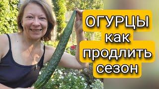 ОГУРЦЫ В СЕНТЯБРЕ | КАК ПРОДЛИТЬ ПЛОДОНОШЕНИЕ ОГУРЦОВ | Светлана Самойлова