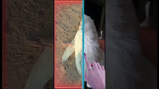 Humera shah Akha Bacha mar gya #kabutars #pigeon #aliwal #viral #trending