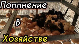 Вылупление куриных цыплят