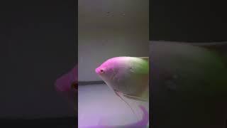 Giant Gourami 8 Inches