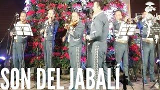 Son del Jabalí - Mariachi Imperial Azteca (En Vivo)